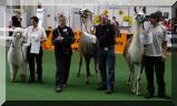 Sieger im Hindernisparcours