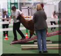 Jokari und Evi auf der Wippe