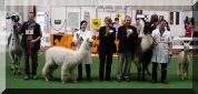 Best of Show