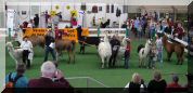 Gewinner Parcours
