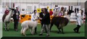 Best of Show