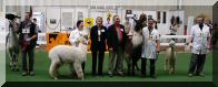 Best of Show