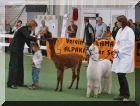 Stuten 6-12 Monate
