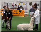 Vasco im Ring