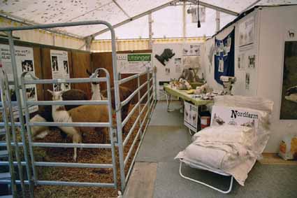 Lamas