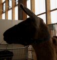 lama.jpg