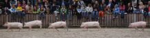 schweinerennen.jpg