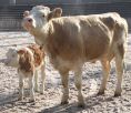 simmentaler.jpg