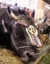 stier.jpg