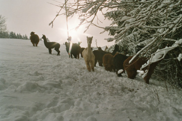 Abendstimmung mit Schnee
