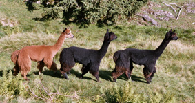 Alpakas auf der Peters Alp.