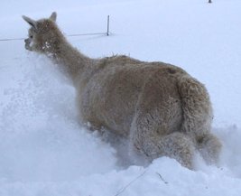 Carabela geniesst den Schnee.