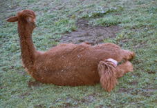 Brunina bei der Geburt von Balou.
