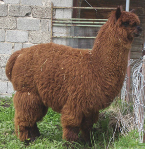 Alpaka Huacaya Hengst