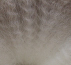 Crimp