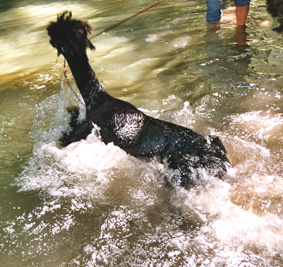Sultan beim Schwimmtraining.