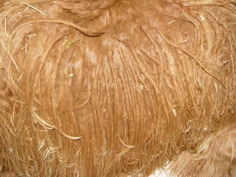 Suri-Locken