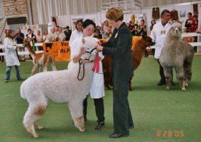 Vasco wird als "Best of Alpaca Huacaya" ausgezeichnet.