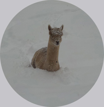 Vasco im Schnee