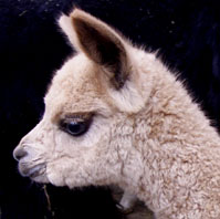 Bandolero da Gama