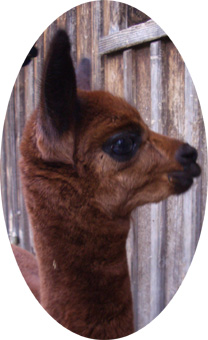 Balejka da Gama