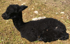 Sultan