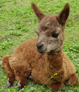 Sugus