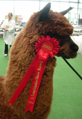 1. Platz Tierpraemierung LamAlpaka-Show Ruswil 2005