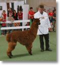 Schefchen mit Jokari an der LamAlpaka-Show in Ruswil.