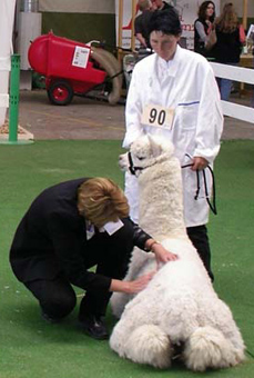 LamAlpaka-Show Ruswil 2005
