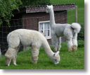 Vasco (rechts) und Marco