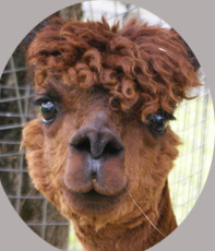 Bambalina