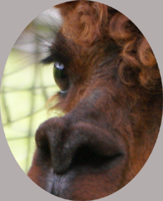 Bambalina
