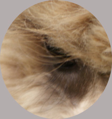 Xuma
